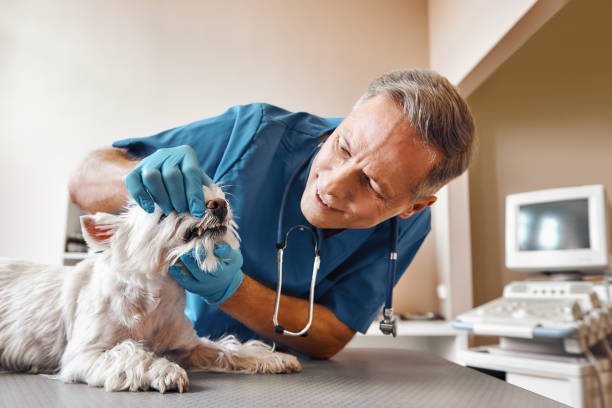 Best Weekend Emergency Dentist in Sun Valley, ID